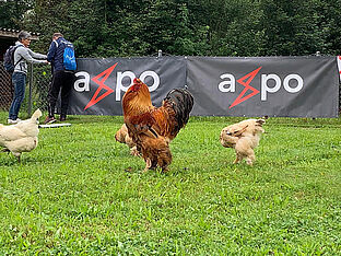 Hühner und Helfende vor dem Start des Parcours